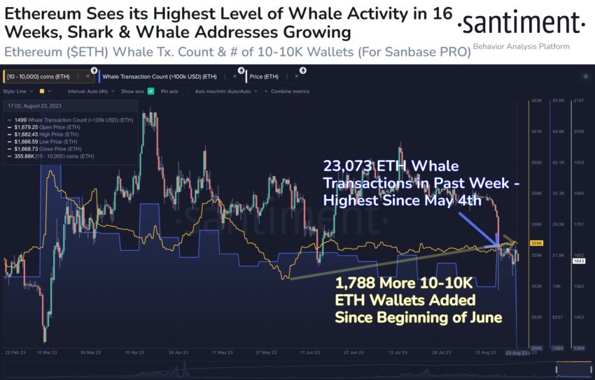 نشاط حيتان ايثيريوم ETH